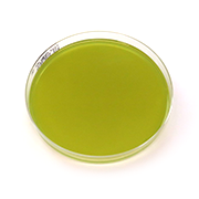 Bacillus cereus agarmalja (PEMBA)