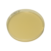 Chromogenic agar plate for urine culture