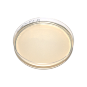 Dichloran-Glycerol (DG-18) agar plate