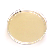Enterococcus agarmalja