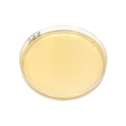 Enterococcus agar plate