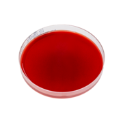 Sheep blood agar plate