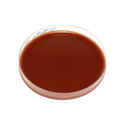 Chocolate (McLeod) agar plate