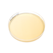Malt extract agar, selective agar plate (M2)