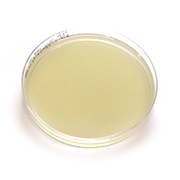 Mueller-Hinton agar (MHA) resistensplatta
