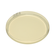 Plate count agar plate