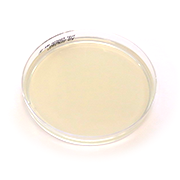 Pseudomonas agarplatta (CN)
