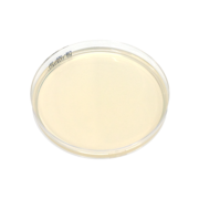 Pseudomonas agar plate (CN)