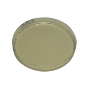 Reasoner's 2A (R2A) agar plate