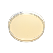 Sabouraud dextrose agar (SDA), selektiv platta