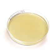 Sabouraud dextrose agar (SDA), selektiv platta