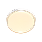 Sabouraud dextrose agar (SD) plate