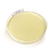Sabouraud dextrose agar (SD) platta