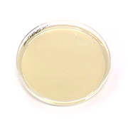 Sabouraud maltos agarplatta