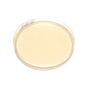 Trypticase soy agar (TSA) plate