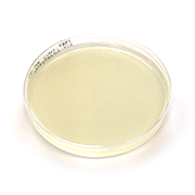 Tryptone glucose yeast extract agar plate (TGEA or TGYA)