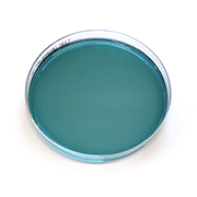 Universal beer agar (UBA), selektiv platta