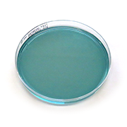 WL nutrient agar, selektiv platta