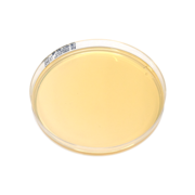 Chromogenic MRSA agar plate