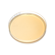 Chromogenic Staph. aureus agar plate