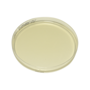 Chromogenic Candida agar plate