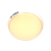 Chromogenic STEC agar plate