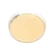 Chromogenic ESBL agar plate