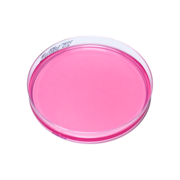 Dichloran Rose-Bengal Chloramphenicol Agar plate