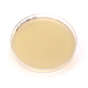 Chromogenic agar plate for Candida sp. (incl. C. auris)